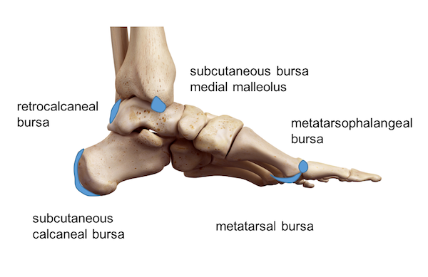 Ankle Foot Anatomy ankle-foot-anatomy